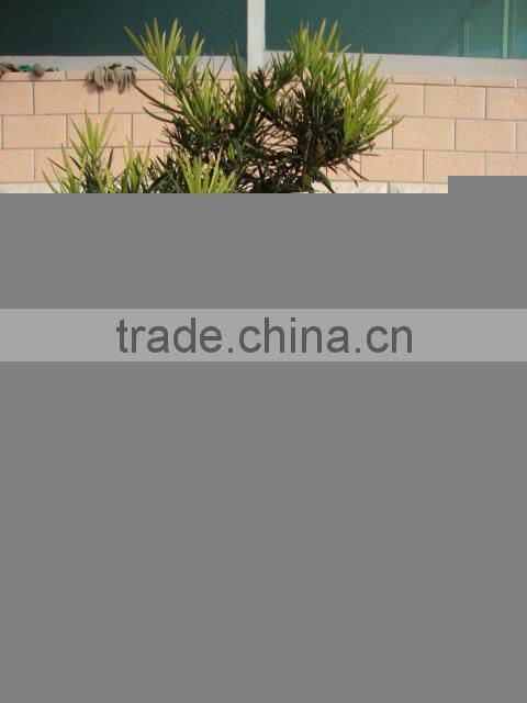 Podocarpus macrophyllus bonsai