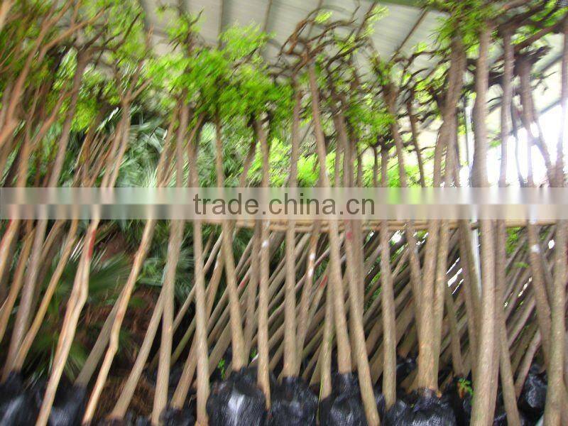 Sophora japonica landscaping plants