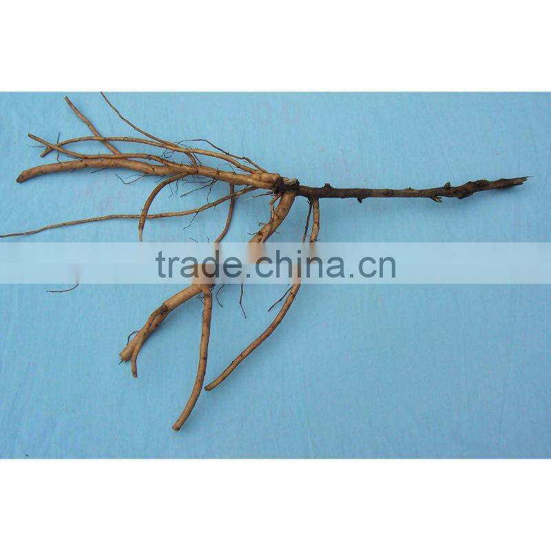 Peony Plant Root