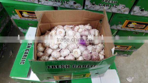We can supply fresh garlic/ginger/potato/onion/chilli