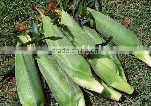 Agricultural corn sheller machine