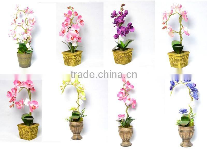 Festival Brassia Orchid In The Gilded Pot