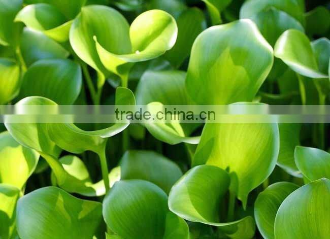 Low Price Crushing And Juice Screw Machine For Water Hyacinth Price In China