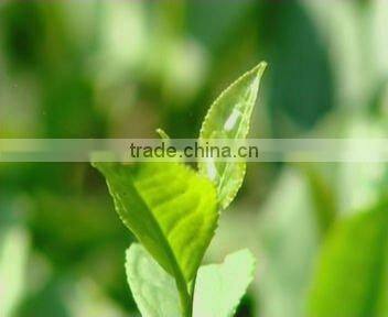 0 Iced-water Soluble Type Green Tea Extracts 90% Polyphenols / 40% EGCG