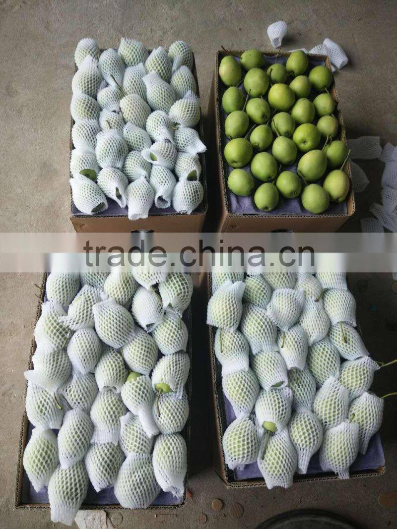 fresh shandong pear