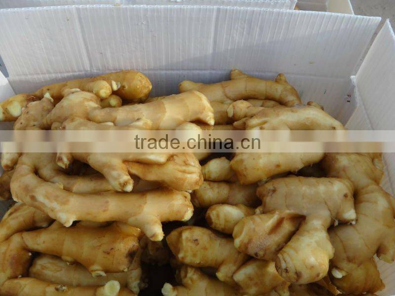Chinese cheaper fresh ginger
