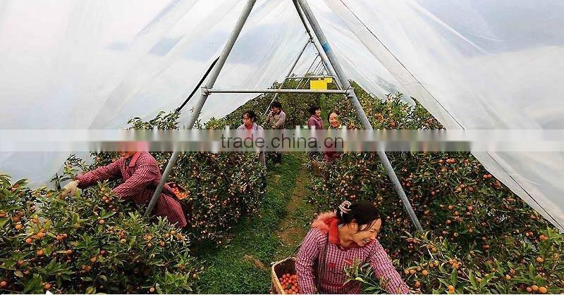 Single span PE film Greenhouse film for Orange growing