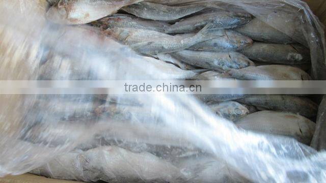 Frozen Sardine fish