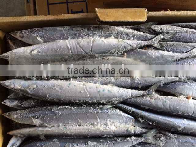 Pacifc saury Cololabis Saira
