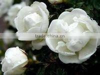 Jasmine tea. dried jasmine flower