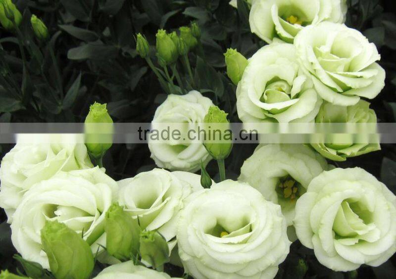 Fresh Cut Flower Eustoma Wedding Decorations Lisianthus With 0.8KG/Bunch Wholesale From Yunnan