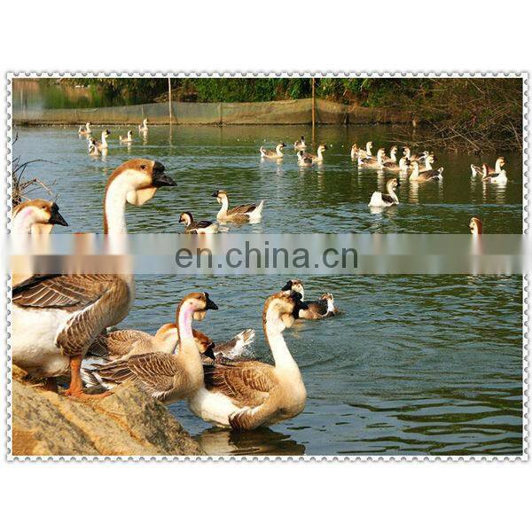 Feather and down white duck down for down jacket down pillow