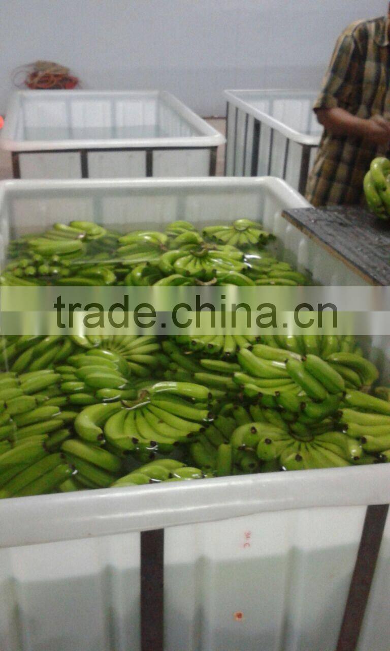 Fresh Cavendish Banana from Tamilnadu