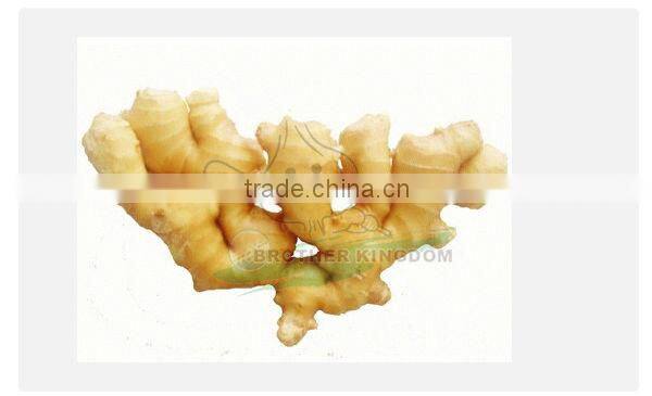 China fresh ginger /Fresh ginger/Ginger