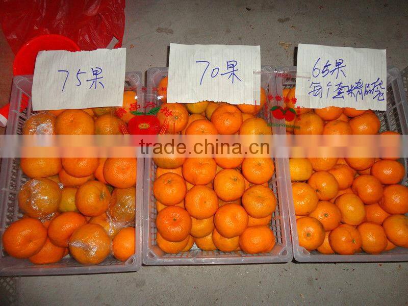 Fresh Mandarin Orange in plastic case