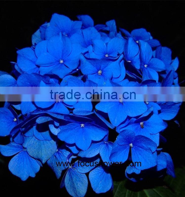 Hot Sale High Quality Hydrangea Cut Flowers For Fresh Cut Flower Buyer