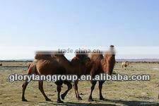 dehaired camel hair wool