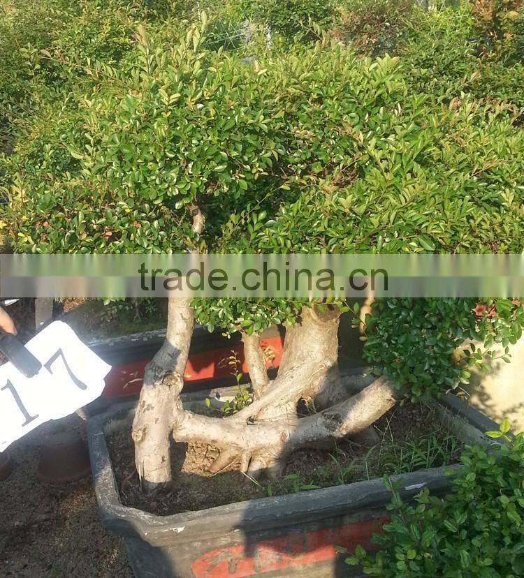 Sale Ulmus Pumila for outdoor planting