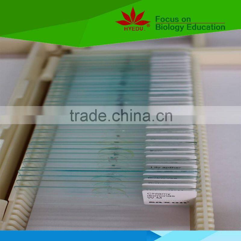 Direct factory individual bacteria microbiology prepared microscope slides