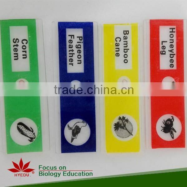 Prepared Slides , Insecta w.m. Slides,Glass Colorful Prepared Slides