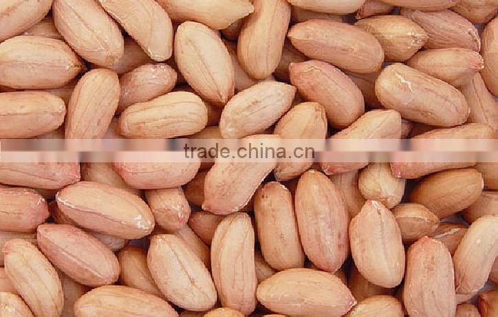Indian Sargiya Brand Peanuts PEANUT JAVA