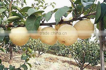 crisp and sweet su pear