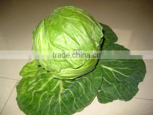 Fresh Beijing Cabbage