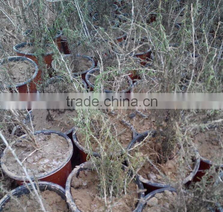 Chinese Black goji berry seed High survival rate