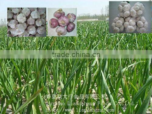 Certified GAP/ KOSHER/ HALAL Frozen White Garlic