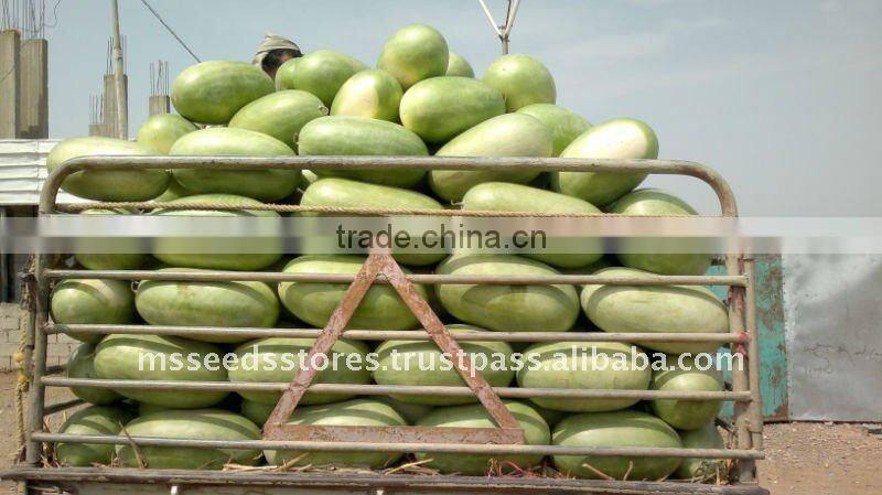 SUGAR EMPEROR Hybrid Watermelon Seeds