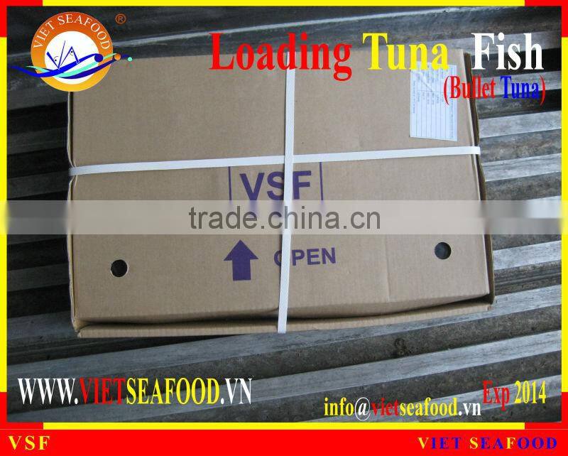 LOADING WHOLE ROUND BULLET TUNA