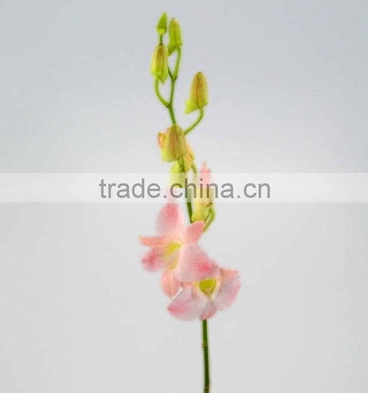 Durable best sell fresh pink color cattleya orchid