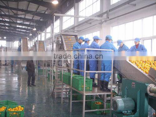 fresh fruit orange processing line