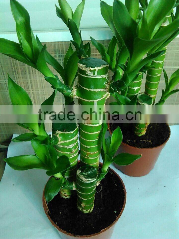 dracaena lotus lucky bamboo planted in 3pcs 10cm + 15cm + 20cm rooted in a 10cm pot with cocopeat substrate