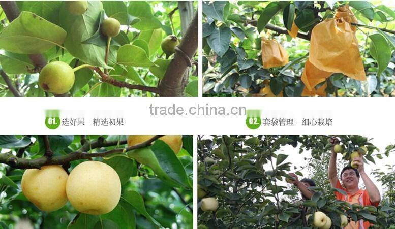 Fresh pear Golden pear