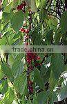 Nice Nutritonal Herbal Extract Schisandra Chinensis with Schizandrins 2-9% HPLC
