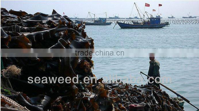 Dried konbu /kelp/Laminaria japonica