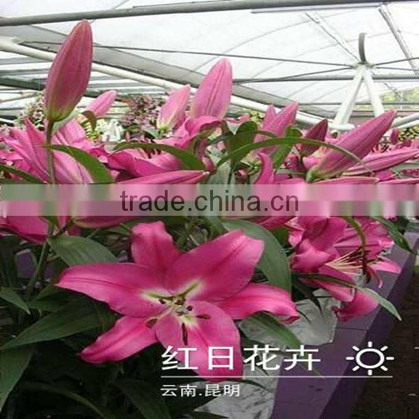 wholesale fresh lily flower buy from Kunming flower planting base