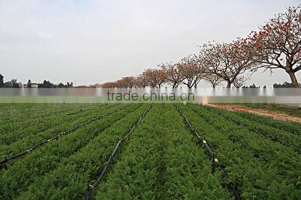 PE pipe /drip tape/sprinkler hose in garden and agriculture field