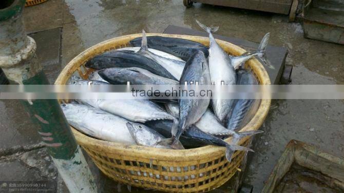 sea frozen 1000+ bonito tuna
