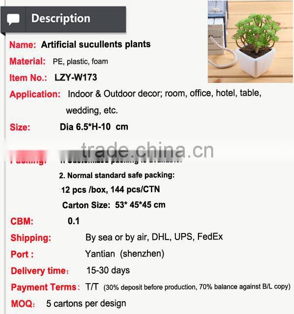Wholesale alibaba china succulent plants with pots