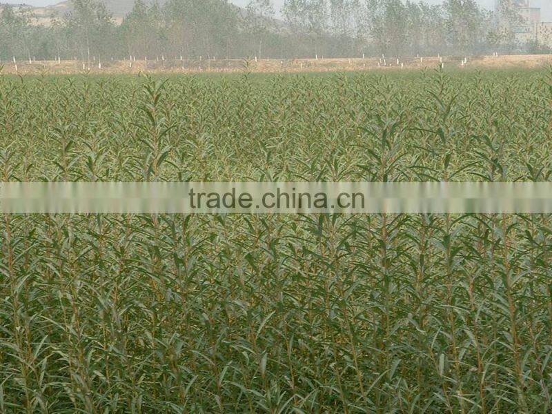 Folding storage box with zebra pattern