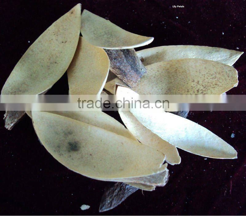 Lilly petals