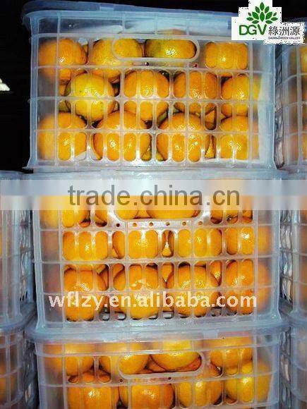 Fresh chinese Mandarin Orange