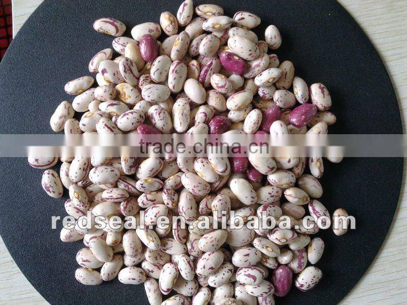 Dark red kidney beans for sale