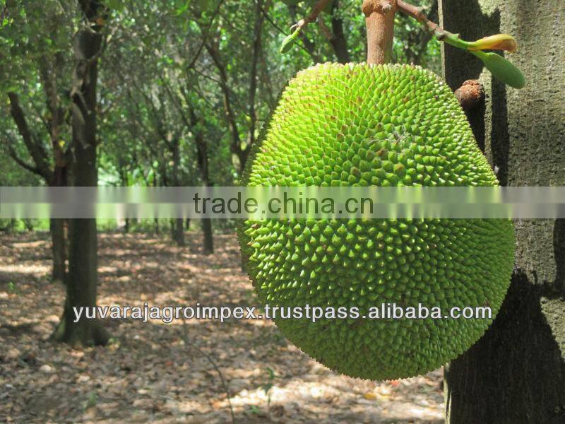 Jackfruit