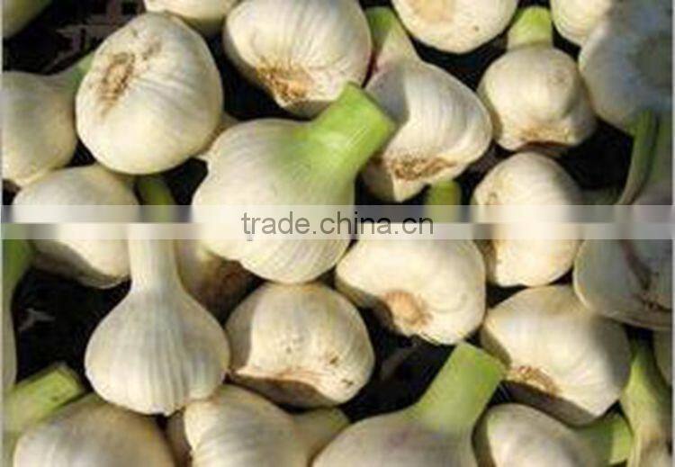 garlic root cutting machine garlic root cutting machine