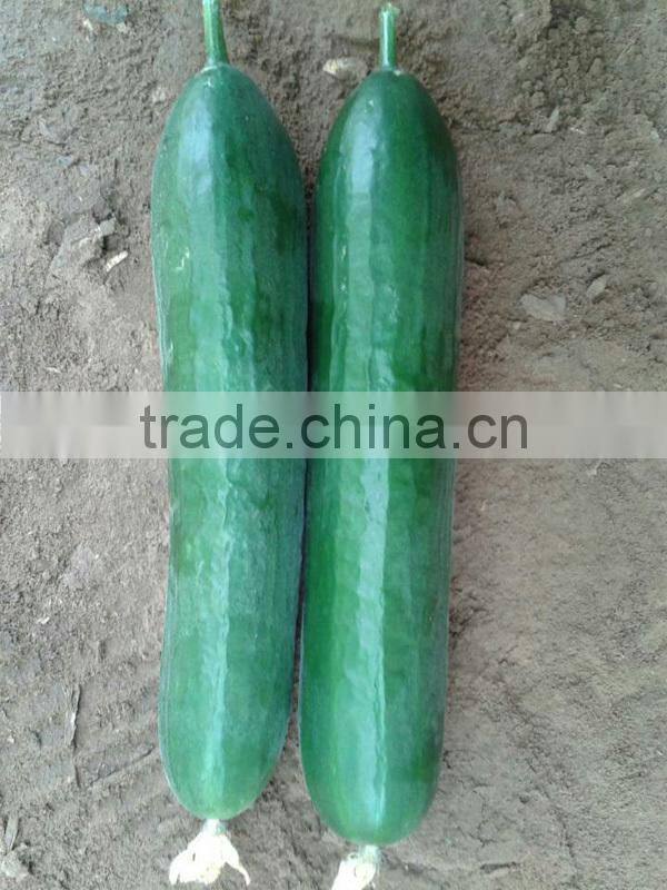 CU17 Ding f1 hybrid smooth green chinese cucumber seeds 16 to 18cm