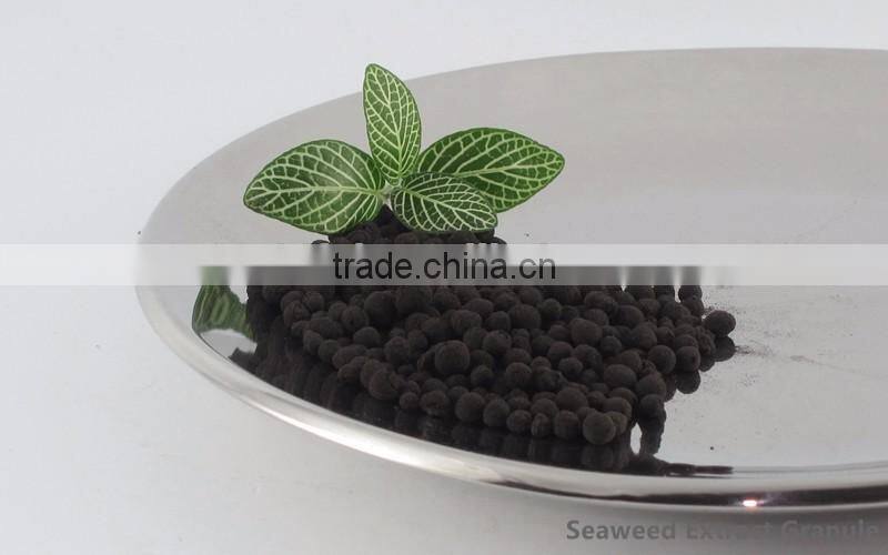 Top grade soluble natural seaweed extract granule plant fertilizer
