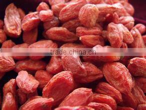 commercial fruit dehydrator